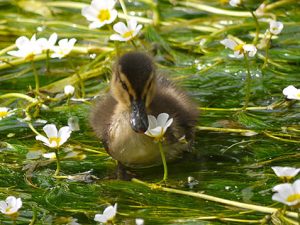 Duckling