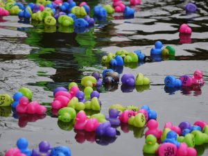 Plastic ducks in the river