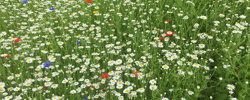 wildflowers