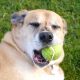 Max with his tennis ball