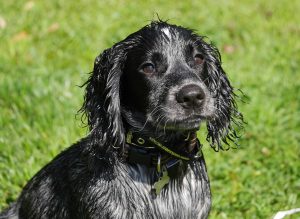 Nelson, a black spaniel