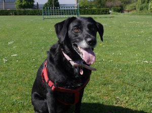 Lola on the field