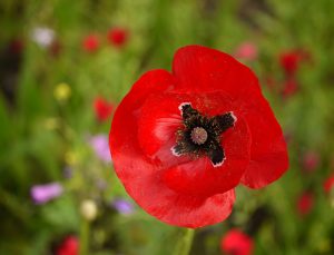 Poppy amongst other wildflowers