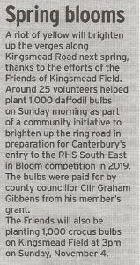 Gazette article about planting of 1000 bulbs around Kingsmead