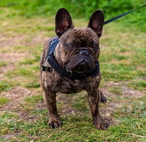 Brown bulldog