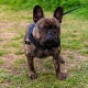 Brown bulldog