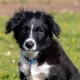 Black and white puppy