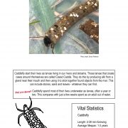 Thumbnail linking to a poster showing a picture, line drawing and information about the cased caddis