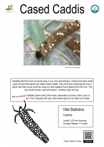 Thumbnail linking to a poster showing a picture, line drawing and information about the cased caddis