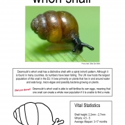 Thumbnail linking to a poster showing a picture, line drawing and information about the Desmoulin's Whorl Snail