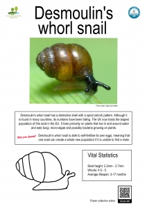 Thumbnail linking to a poster showing a picture, line drawing and information about the Desmoulin's Whorl Snail