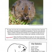 Thumbnail linking to a poster showing a picture, line drawing and information about the water vole