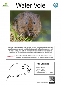 Thumbnail linking to a poster showing a picture, line drawing and information about the water vole