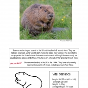 Poster with image of a beaver, text about beavers and a line drawing of a beaver side-on
