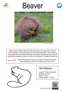Poster with image of a beaver, text about beavers and a line drawing of a beaver side-on