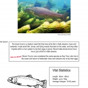Thumbnail linking to a poster showing a picture, line drawing and information about brown trout