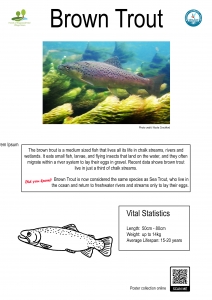 Thumbnail linking to a poster showing a picture, line drawing and information about brown trout