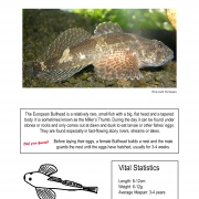 Thumbnail and link to poster showing picture, line drawing and information about bullhead fish