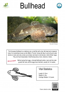 Thumbnail and link to poster showing picture, line drawing and information about bullhead fish