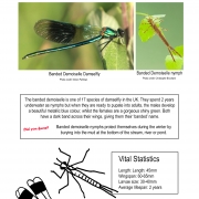 Thumbnail linking to a poster showing a picture, line drawing and information about the damselflies