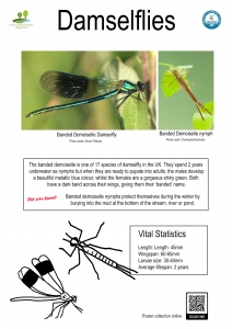 Thumbnail linking to a poster showing a picture, line drawing and information about the damselflies