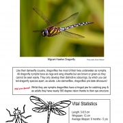 Thumbnail linking to a poster showing a picture, line drawing and information about dragonflies