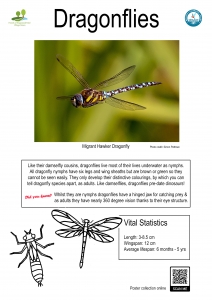 Thumbnail linking to a poster showing a picture, line drawing and information about dragonflies
