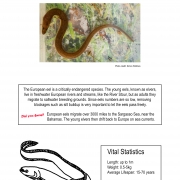 Thumbnail linking to a poster showing a picture, line drawing and information about eels