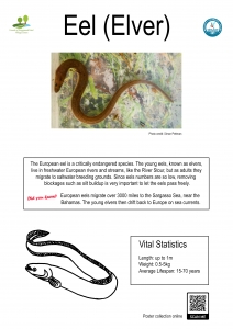 Thumbnail linking to a poster showing a picture, line drawing and information about eels