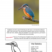 Thumbnail linking to a poster showing a picture, line drawing and information about the kingfisher