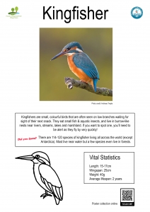 Thumbnail linking to a poster showing a picture, line drawing and information about the kingfisher