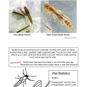 Thumbnail linking to a poster showing a picture, line drawing and information about mayflies