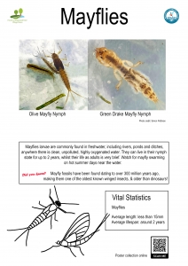 Thumbnail linking to a poster showing a picture, line drawing and information about mayflies