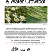 Poster with picture and line drawings of water crowfoot and information about the plant as well as chalk streams more generally