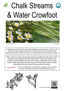Poster with picture and line drawings of water crowfoot and information about the plant as well as chalk streams more generally
